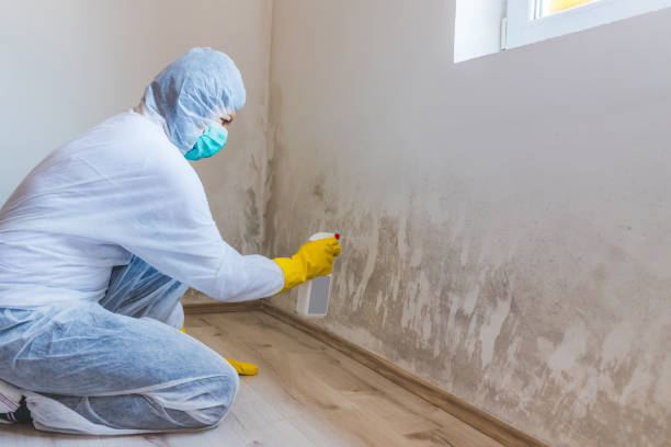 Licensed Black Mold Removal service in Linden, TN - WQB Mold Removal