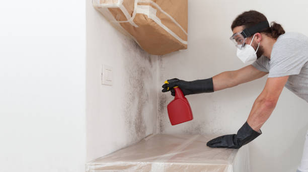 Professional Black Mold Removal technician working in Linden, TN