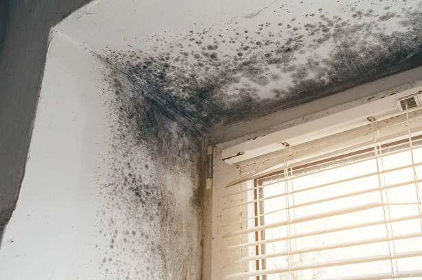 Affordable Black Mold Removal solutions in Linden, TN