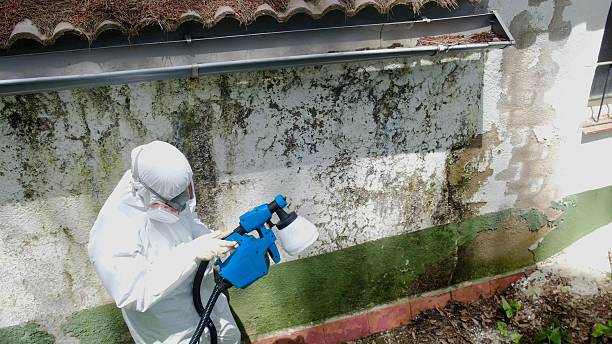Top rated local Black Mold Removal specialists in Linden, TN